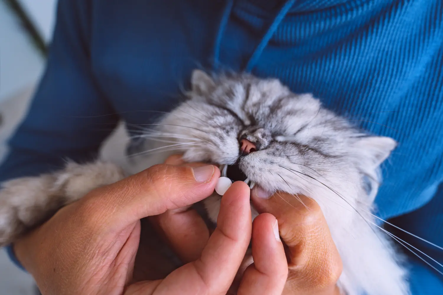 How to feed a pill to a cat best sale